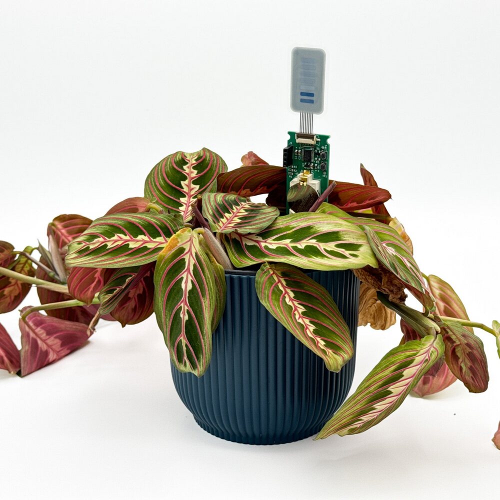 The watering monitor's moisture probe in a potted houseplant.